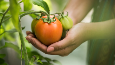 10 Reasons To Choose Biodynamic Farming