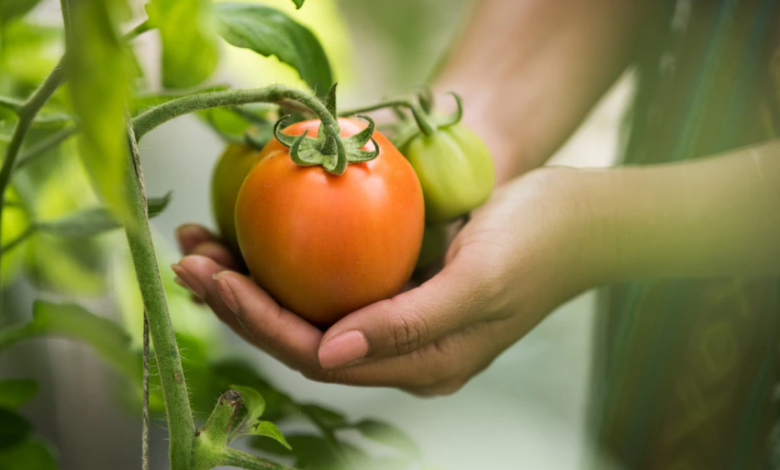 Learn more about biodynamic agriculture and food forest in